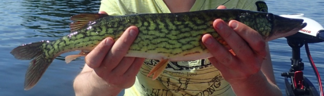 Photo Brochet Maillé Québec