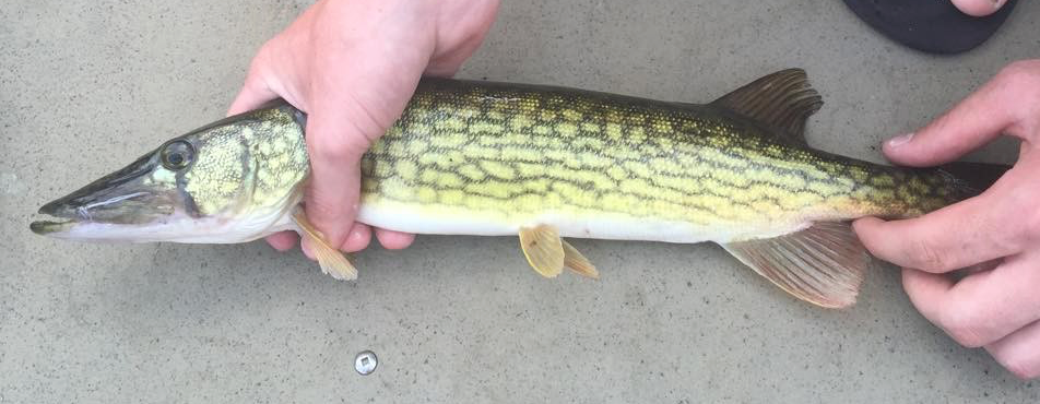 Brochet maillé du québec